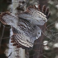 Внезапно проявившийся Дух леса... :: Владилен Панченко