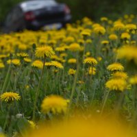 Весна :: Дарья Шуклина