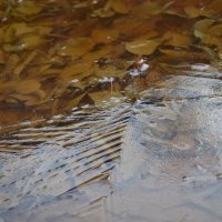 Подморозило :: Дарья Шуклина