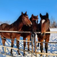 Лошади :: Елена Сухорученкова