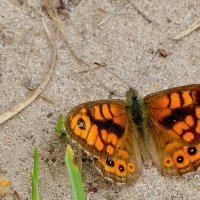 опять про бабочек...448 :: Александр Прокудин опять про бабочек...448 :: Александр Прокудин