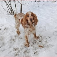 Здравствуйте! Вы меня узнали?! :: Валентина Нефёдова Здравствуйте! Вы меня узнали?! :: Валентина Нефёдова