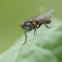 ... :: civettina ...