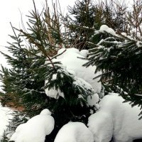 Снежная зима :: Наталья Герасимова