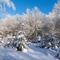 Заснеженый лес :: Александр Мезенцев
