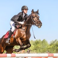 Конкур :: SanSan 