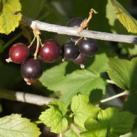 В саду. :: сергей ермошкин