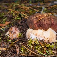 Крепышок-боровичок, с ним и маленький - мальчок) Сосновый бор, окрестности Ухты, Коми :: Николай Зиновьев