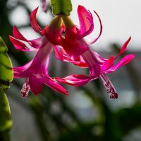 декабрист :: Aleksandr .