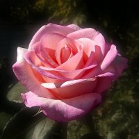 Нежная розочка вечером в саду. :: Наталья ***