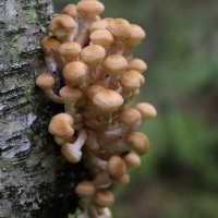 Опята :: краснов юрий