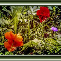 О лете :: Владимир Кроливец О лете :: Владимир Кроливец