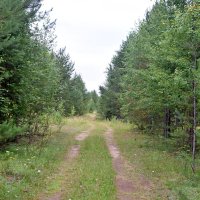 Дорога в лесок. :: ВикТор Быстров
