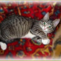 Зеленоглазая Маруся ... :: Валентина Надсон