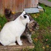 Игривое настроение :: Сергей Ц Игривое настроение :: Сергей Ц