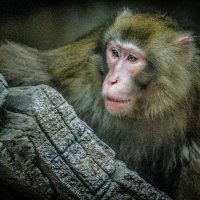 японская макака :: Аркадий Лаптенко японская макака :: Аркадий Лаптенко