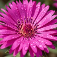 *** :: МАРИЯ ПОПОВА