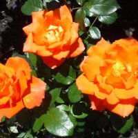 Розочки :: Елена Сухорученкова Розочки :: Елена Сухорученкова