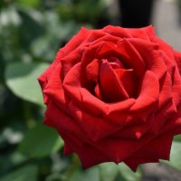 Роза :: Дарья Шуклина