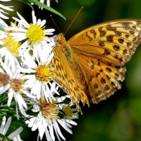 опять про бабочек...452 :: Александр Прокудин опять про бабочек...452 :: Александр Прокудин