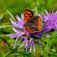 опять про бабочек...454 :: Александр Прокудин