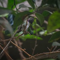 Перуанский ракет-тейл :: Svetlana Galvez