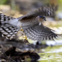 Проблемы роллингшатер. :: Alexander Amromin