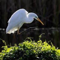 Большая белая цапля. :: Alexander Amromin