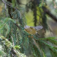 желтоголовый королек. :: юрий макаров
