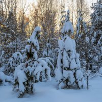 Под снегом :: Сергей Цветков