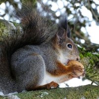 Белка городского сада. :: Милешкин Владимир Алексеевич 