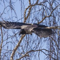 Улетела. :: Петр Беляков