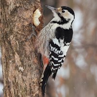Самка белоспинного дятла :: Лина Самка белоспинного дятла :: Лина
