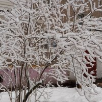 Зима не сдается :: Елена Семигина