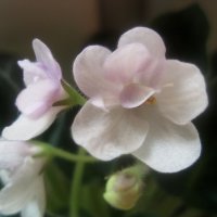 ФИАЛКИ ПРОСЫПАЮТСЯ ВЕСНОЙ :: Елена Семигина