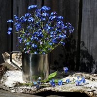 Незабудки :: Владимир Гришин