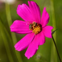 Северная медоносная пчела на космее :: Николай Зиновьев