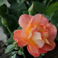 Воспоминания о лете :: Светлана 