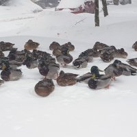 Февральская вьюга :: Galina Solovova