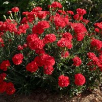 ЦВЕТЫ :: МАРИЯ ПОПОВА