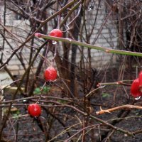 Весь день дождь... :: Наталья Весь день дождь... :: Наталья