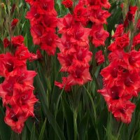 *** :: МАРИЯ ПОПОВА