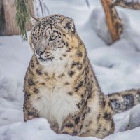 снежный барс :: Аркадий Лаптенко