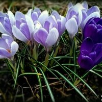 Крокусы :: Елена Сухорученкова