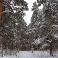 *** :: Александр Николаев *** :: Александр Николаев