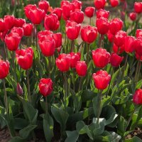 *** :: МАРИЯ ПОПОВА