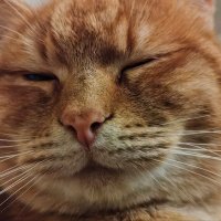 Кот :: Pavel Bamboleo