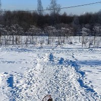 Зимние забавы. :: Ольга 