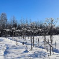 Еще чуть-чуть снега и мороза! :: Ольга 