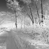 Иней на деревьях, мороз -27 градусов. :: Николай 